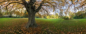 Autumn Trees